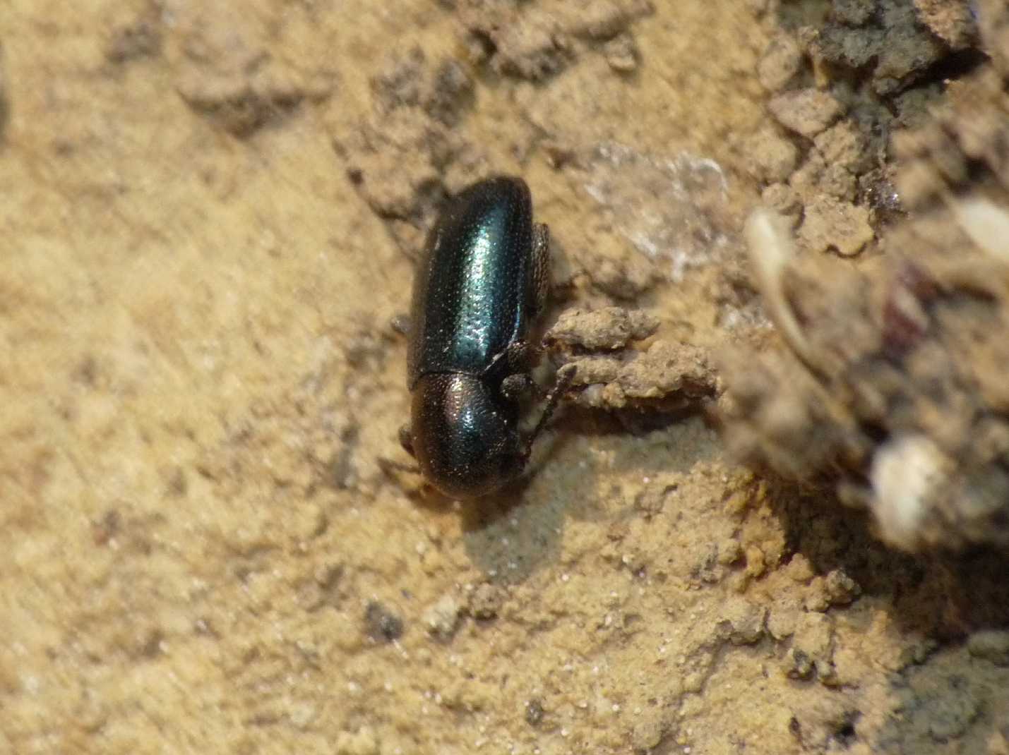 Coleotterino: Pachnephorus cfr corinthius (Chrysomelidae)